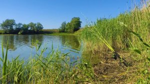 В засыхающем пруду - САЗАН, КАРАСЬ!!!! Рыбалка на поплавок и донки