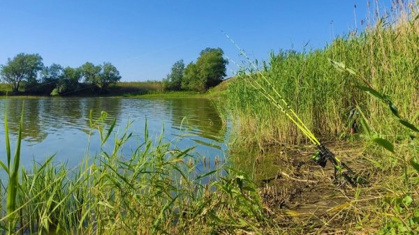 В засыхающем пруду - САЗАН, КАРАСЬ!!!! Рыбалка на поплавок и донки