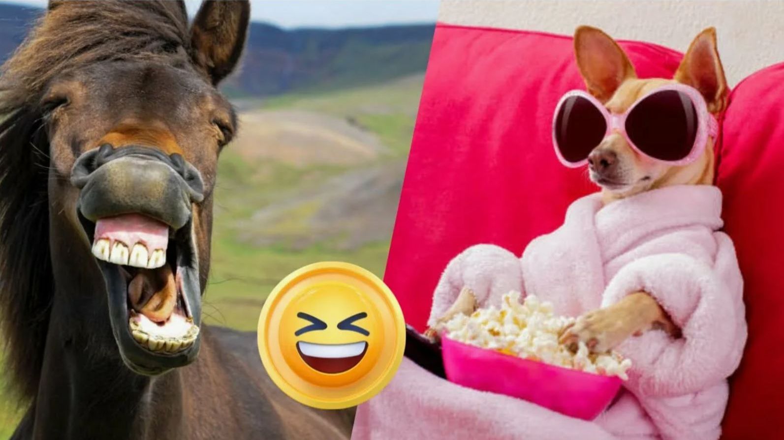 Видео приколы Забавные видео с животными подборка видео приколов смотреть онлайн