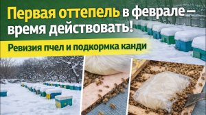 Первая оттепель в феврале - время действовать! Ревизия зимовки пчёл и подкормка канди.