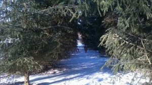 Синица. В.Сподарев