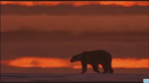 Животные. Лицом к лицу с белым медведем . ПЕРЕВОД. док.фильм