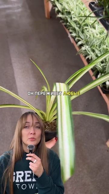 Природный очиститель воздуха смотреть онлайн