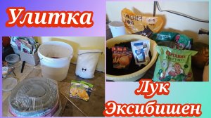 Лук Эксибишен.Сею в улитку лук