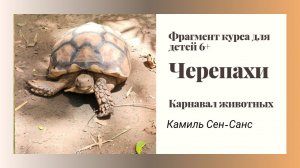 Черепахи фрагмент из Карнавала животных.mp4