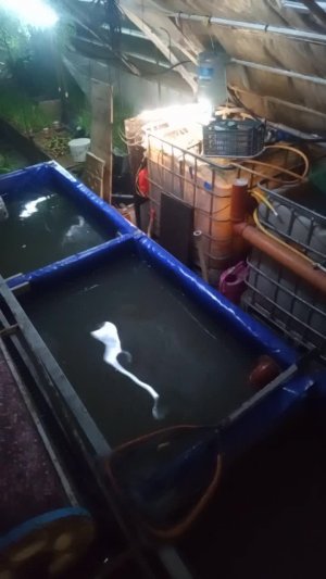 Всем доброе утро. У меня как всегда ночные непредвиденные работы на акваферме. Слава Богу вовремя...