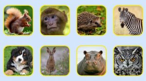 Развивающее видео для детей