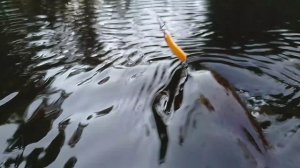 Дикая форель ...