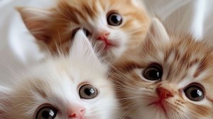 играем с котиками