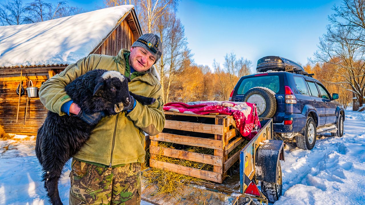 ПЕЧАЛЬНЫЙ и РАДОСТНЫЙ ДЕНЬ, ЯГНЯТА ПОПАЛИ в ХОРОШИЕ РУКИ. №378 смотреть онлайн