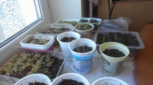 ОГОРОД НА ПОДОКОННИКЕ на 15.02.26г