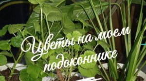 Цветы на зимнем подоконнике
