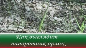 Как выглядит папоротник Орляк - лат. Pterídium aquilínum