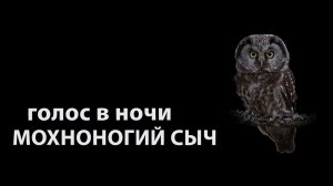 Мохноногий сыч - голос в ночи. Аудио.