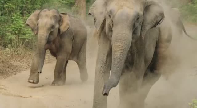 ... Почему Слоны боятся мышей.... смотреть онлайн