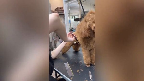 Груминг пуделя