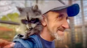 И РАДОСТНО и ГОРЬКО! Еноту Тимошка СОЗДАЛИ СЕМЬЮ, думала буду радоваться, а домой пошла плакать(((