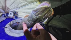 Рыбалка на РУЗЕ (НЕОЖИДАННЫЙ ТРОФЕЙ В ПАЛАТКЕ)