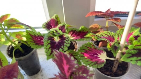 Колеусы вегетативные