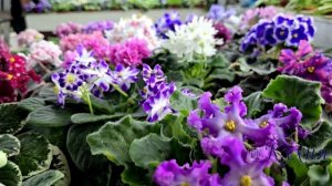 🐇🌸🌸Пушистые, бархатистые листочки наших фиалочек так и хочется потрогать.🤗
В мире пластика