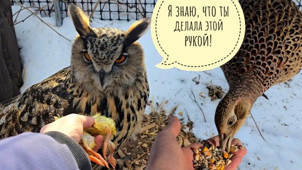 Новый уровень отношений с фазанкой! Сова Ёль на всех дуется. Пёс Кубик сходил купил рыб в автолавку