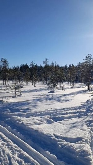 Лыжная пробежка. Трасса "Фонтаны" 2026.mp4