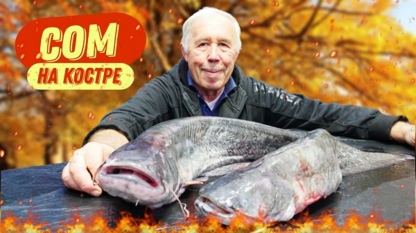 Забытые рецепты из сома: Так рыбу уже не готовят, а зря.