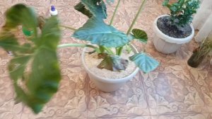 Алоказия Регал Шилдс 100 дней после пересадки,