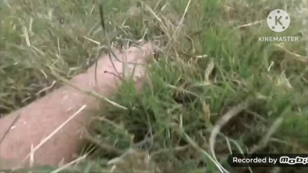 How To Tame a Wild Animal