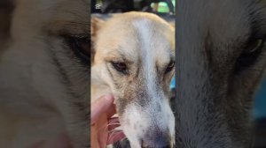 Спасение собаки с прогнившей до кости раной