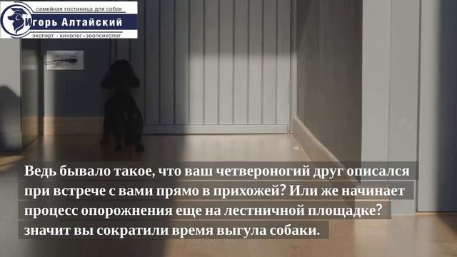 Как приучить щенка к туалету?