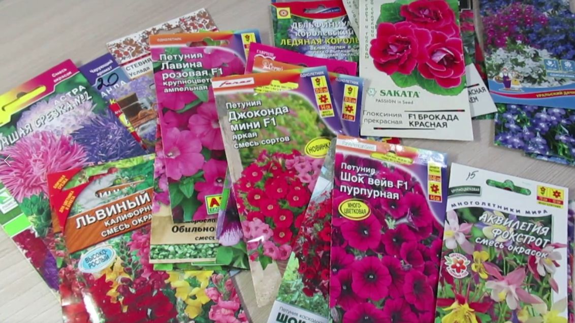 Какие цветы посеять на рассаду в феврале