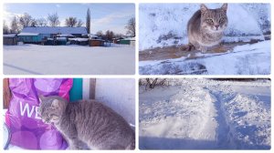 Не люблю,🤨когда коты труться об меня.//Ночью был сильный мороз.