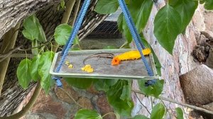 Косточка от манго