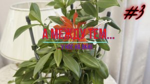 Цветы на окне #3