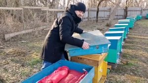 Кто лучше зимует!? Карника, бакфаст или кордован!?