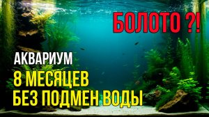Что Будет с Аквариумом Без Подмен Воды?!