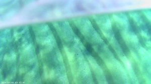 отель Фараана левый риф ч.2.mp4