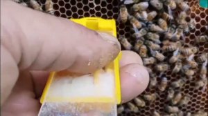 Подсадка маток