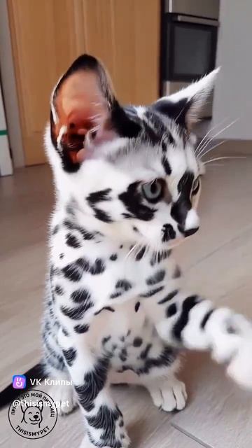 прикольная окраска