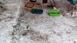 хочу белку угостить шишкой