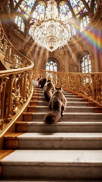 Cat stairs / Кот лестница #shorts  #cat #видосыоткота #котики #веселыекоты #прикольныекоты  #котик