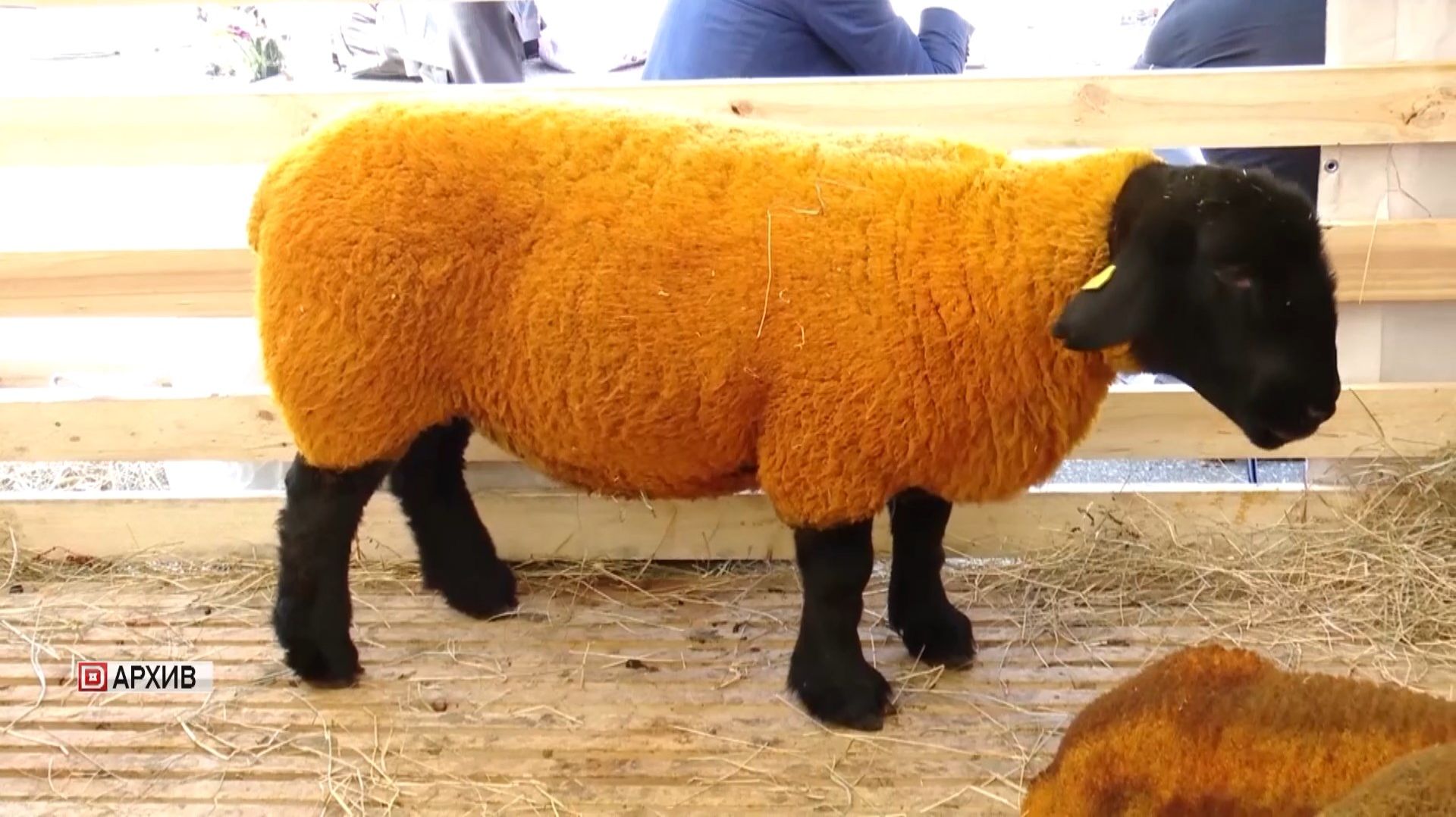 Дагестанские животноводы примут участие в выставке племенных овец и коз смотреть онлайн