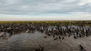 Nenets migration across the Baydarata River