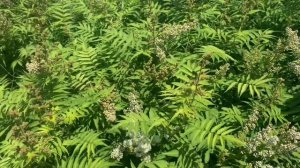 Чудесный рябинник!