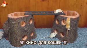 Видео для кошек про крысок развлекать питомцев 🐭🐀😂 (462)