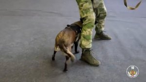 Росгвардейцы приняли участие в Поволжском кинологическом форуме в Самаре