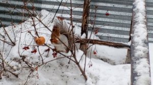 смешная белка