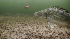 КРОВЬ СТЫНЕТ В ЖИЛАХ ОТ ТАКОГО! ОГРОМНЫЕ СУДАКИ НА ВОЛГЕ