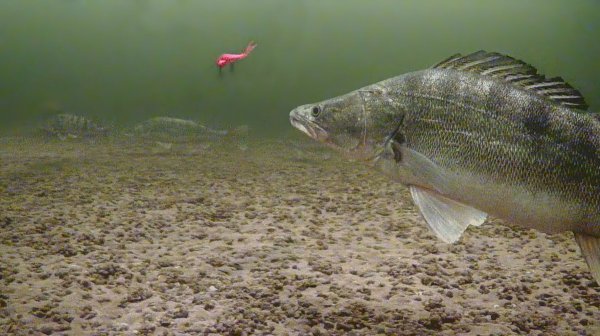 КРОВЬ СТЫНЕТ В ЖИЛАХ ОТ ТАКОГО! ОГРОМНЫЕ СУДАКИ НА ВОЛГЕ